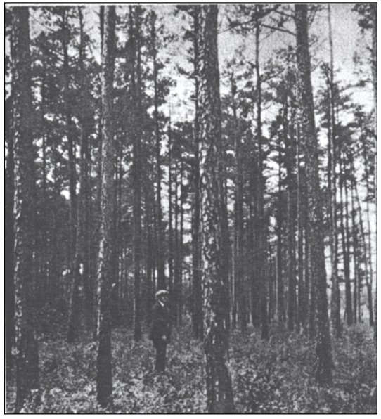 Dense Pine Barrens forest and isolated Leeds Point landscape, historic setting of the Jersey Devil legend.